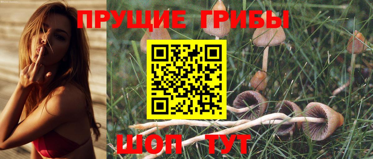 Псилоцибиновые грибы Psilocybe Апшеронск